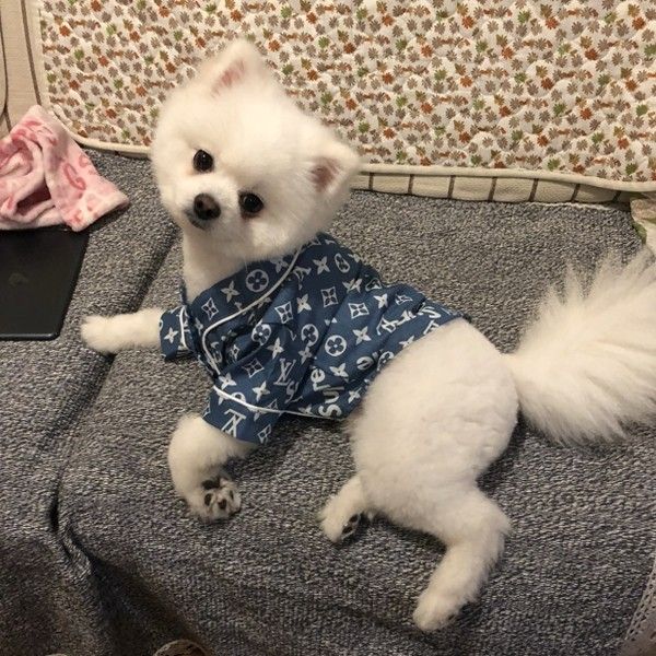 シュプリーム LV コラボ 犬服 ルイヴィトン ペット服