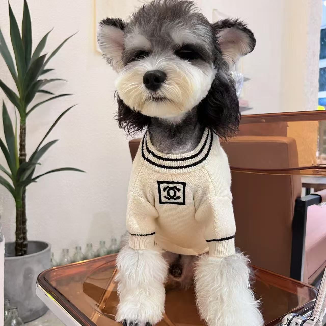 可愛い シャネル 犬のセーター ニット ペット服 犬猫の服 ブランド CHANEL 犬服